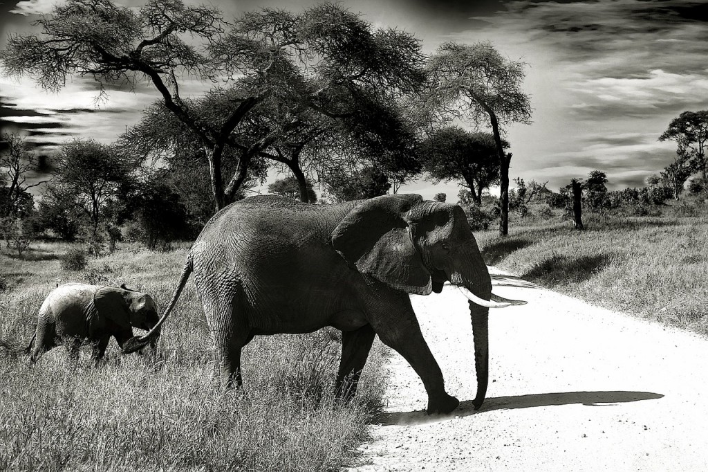 Safari en Afrique