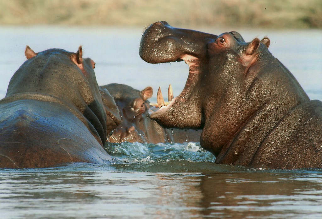 Safari en Afrique